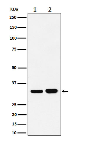 Bcl-XL (4B16) Rabbit Monoclonal Antibody