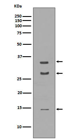 BDNF (7L10) Rabbit Monoclonal Antibody