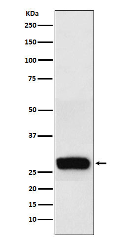 beta Casein (1J13) Rabbit Monoclonal Antibody