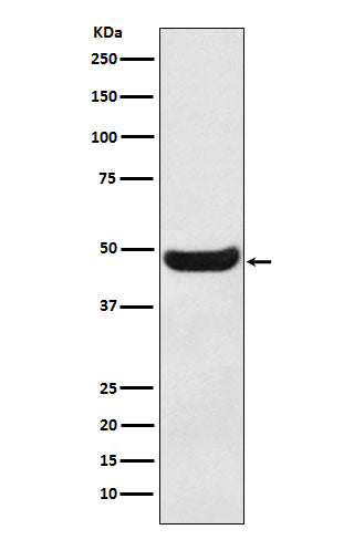 BHMT (14A16) Rabbit Monoclonal Antibody