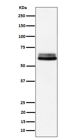BIN1 (14G10) Rabbit Monoclonal Antibody