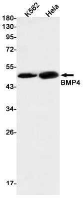 BMP4 (16W18) Rabbit Monoclonal Antibody