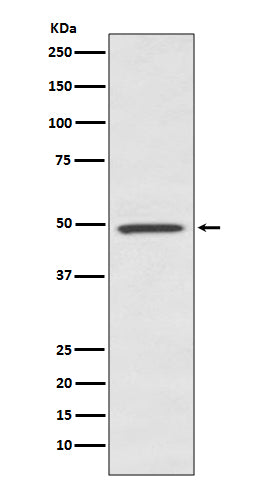 BMP7 (2E15) Rabbit Monoclonal Antibody