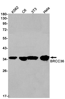 BRCC36 (19W3) Rabbit Monoclonal Antibody