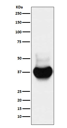 BST2 (1O19) Rabbit Monoclonal Antibody