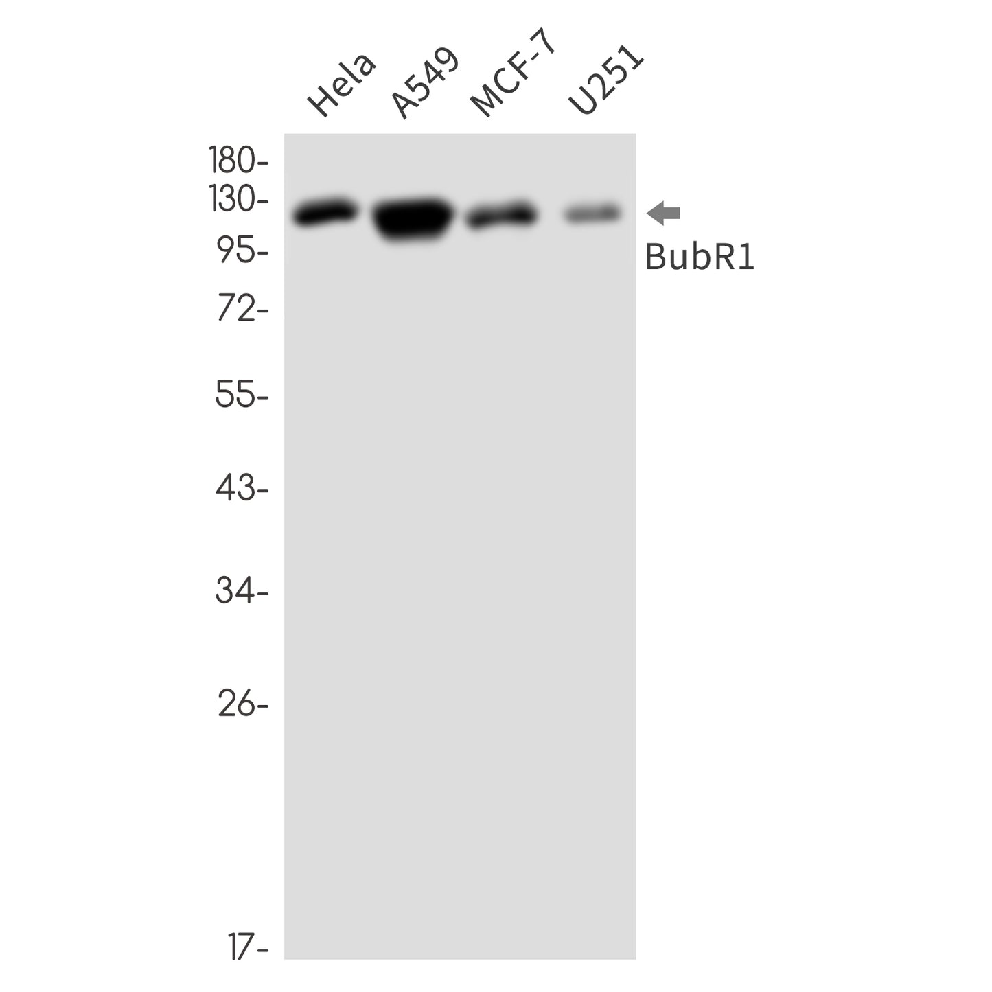 BUBR1 (3N1) Rabbit Monoclonal Antibody