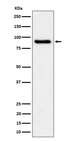 C1s (6B8) Rabbit Monoclonal Antibody