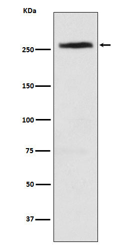 CAD (1H9) Rabbit Monoclonal Antibody