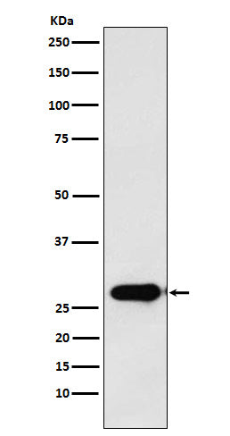 Calpain S1 (6D18) Rabbit Monoclonal Antibody