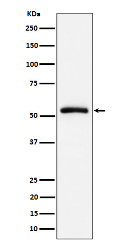 CAP1 (14W1) Rabbit Monoclonal Antibody
