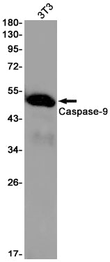 Caspase 9 (15M16) Rabbit Monoclonal Antibody
