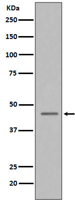 Caspase-9 (13Z10) Rabbit Monoclonal Antibody