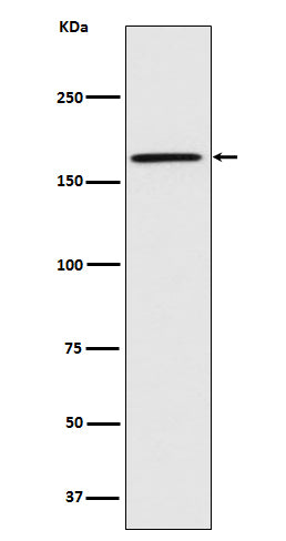 Caspr (4V9) Rabbit Monoclonal Antibody