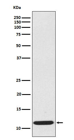 CCL19 (11F3) Rabbit Monoclonal Antibody