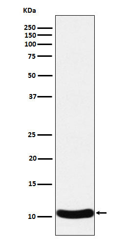 CCL27 (19J3) Rabbit Monoclonal Antibody