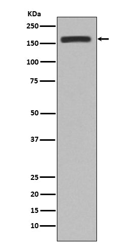 CD11b (6H15) Rabbit Monoclonal Antibody