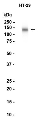 CD133 (5M9) Rabbit Monoclonal Antibody