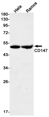 CD147 (11A16) Rabbit Monoclonal Antibody
