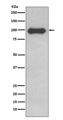 CD19 (16P1) Rabbit Monoclonal Antibody