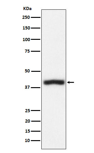 CD1c (5L19) Rabbit Monoclonal Antibody