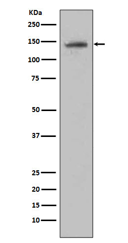 CD22 (6S17) Rabbit Monoclonal Antibody