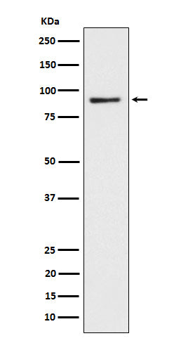 CD239 (15I11) Rabbit Monoclonal Antibody