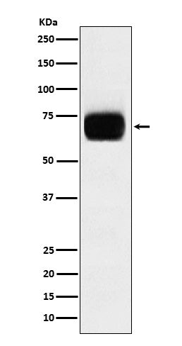 CD33 (18N8) Rabbit Monoclonal Antibody