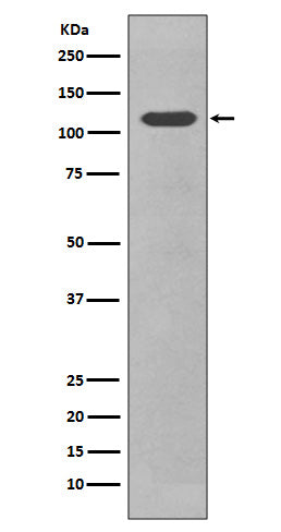 CD34 (7Z7) Rabbit Monoclonal Antibody