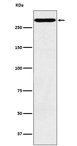 CD35 (4U8) Rabbit Monoclonal Antibody