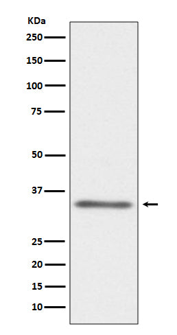 CD40L (15O10) Rabbit Monoclonal Antibody