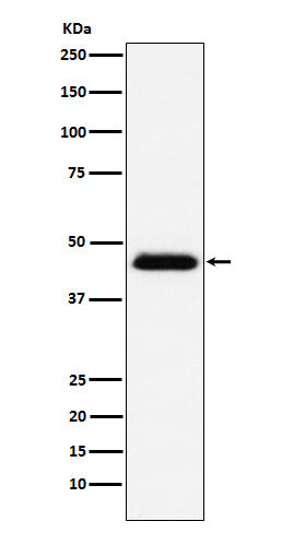 CD48 (15S10) Rabbit Monoclonal Antibody