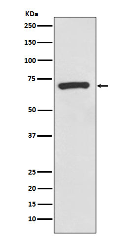 CD73 (7F5) Rabbit Monoclonal Antibody