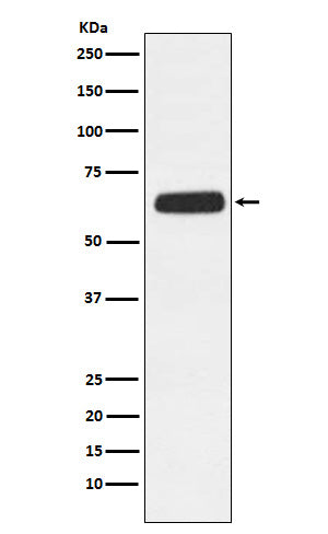 CD89 (10E10) Rabbit Monoclonal Antibody
