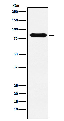 CD98 (2G13) Rabbit Monoclonal Antibody