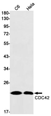 CDC42 (19Z6) Rabbit Monoclonal Antibody