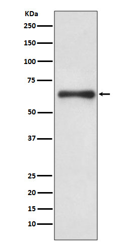 Cdc6 (14X12) Rabbit Monoclonal Antibody