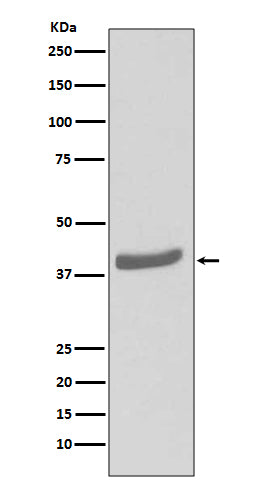 CDK7 (13B10) Rabbit Monoclonal Antibody