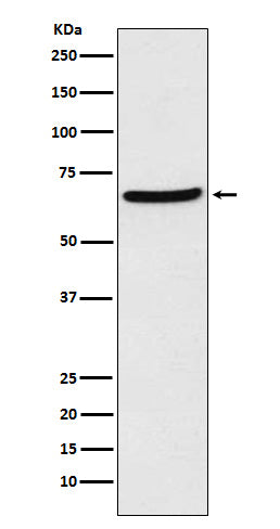 CDT1 (3N6) Rabbit Monoclonal Antibody