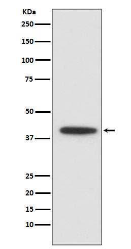 CEBP alpha (10Y5) Rabbit Monoclonal Antibody