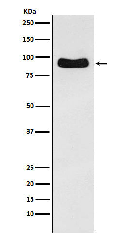 Cenexin1 / ODF2 (17Y14) Rabbit Monoclonal Antibody
