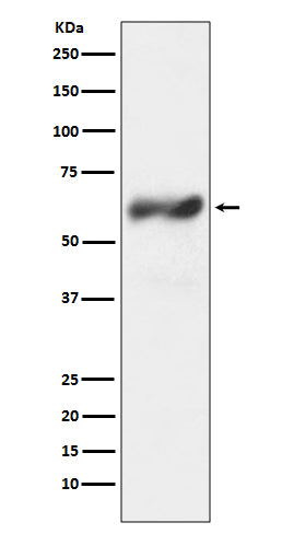 c-Fos (8R6) Rabbit Monoclonal Antibody
