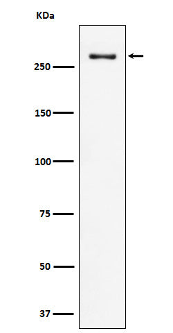 CHD3 (5M11) Rabbit Monoclonal Antibody