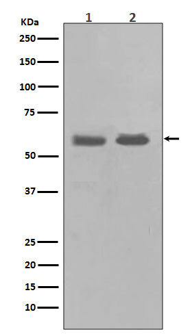 Chk1 (10U9) Rabbit Monoclonal Antibody