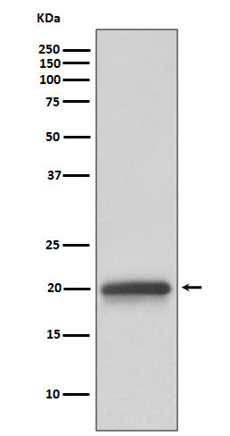 Claudin 5 (10N8) Rabbit Monoclonal Antibody
