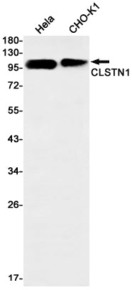 CLSTN1 (15R4) Rabbit Monoclonal Antibody
