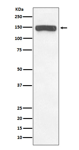 Collagen VI (15E2) Rabbit Monoclonal Antibody
