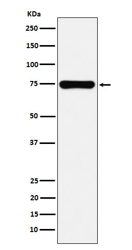 COX2 (15D12) Rabbit Monoclonal Antibody