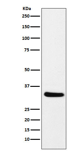CRALBP (10D9) Rabbit Monoclonal Antibody