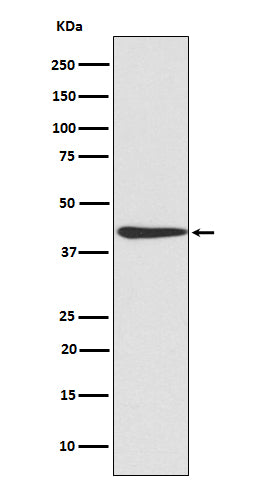 CREB (8X7) Rabbit Monoclonal Antibody