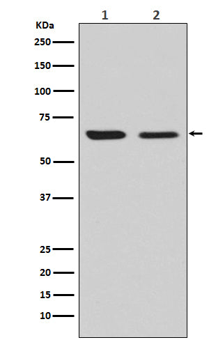 CRMP2 (8S4) Rabbit Monoclonal Antibody